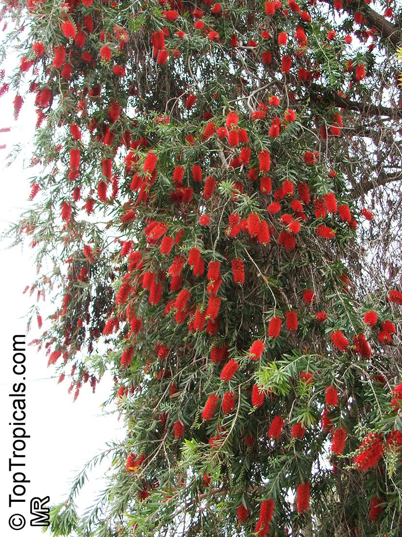 Bottlebrush Tree (Callistemon spp.)