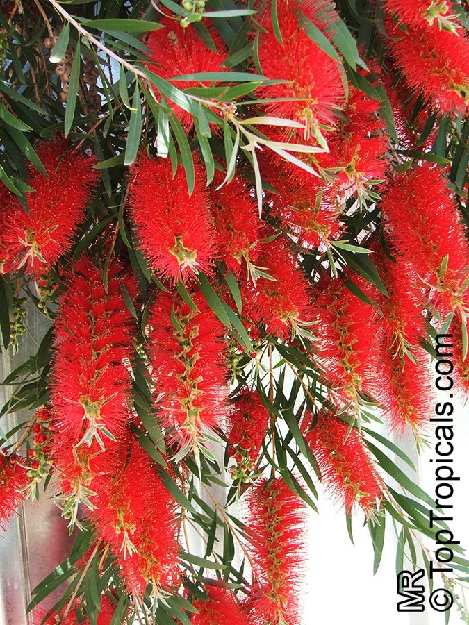 Bottlebrush Tree (Callistemon spp.)