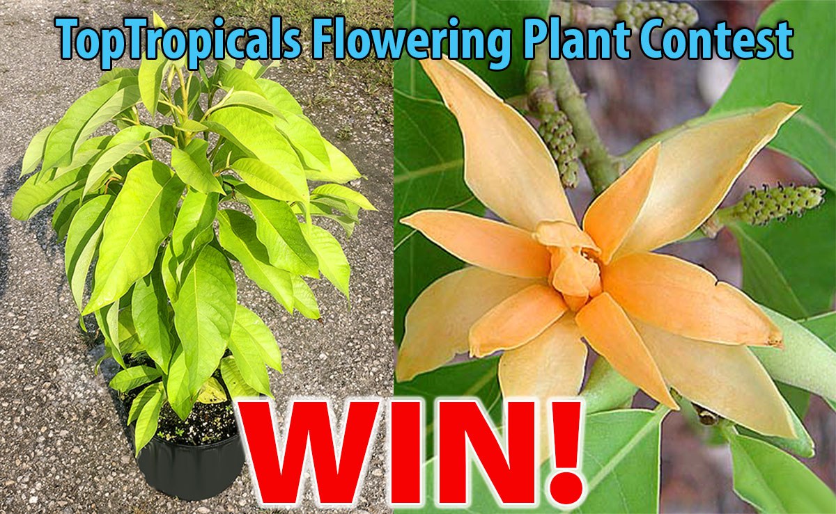  The Winner of the Tropical Flowering Plant contest will get the Joy Perfume Tree - Champaka