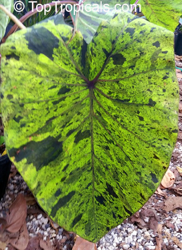 Colocasia sculenta Mojito