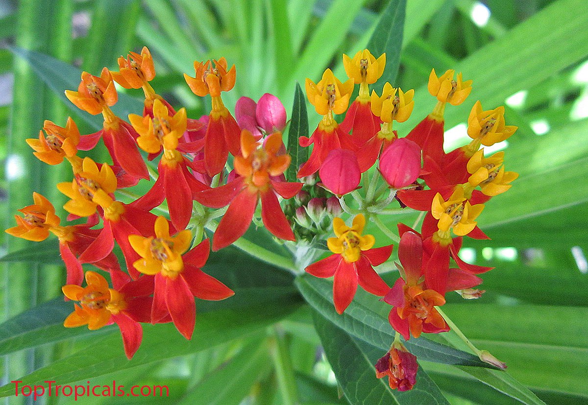 Milkweed