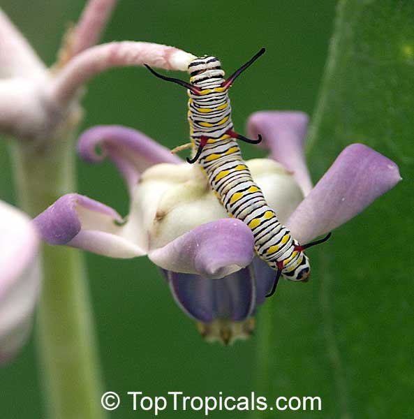 Giant Milkweed