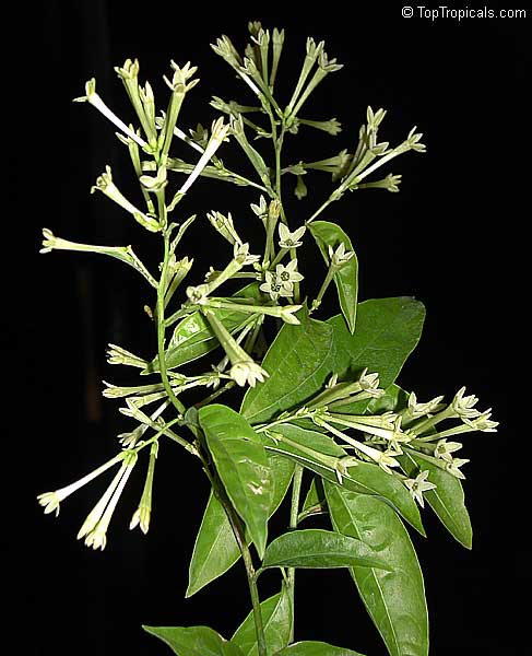 Cestrum nocturnum - Night blooming jasmine