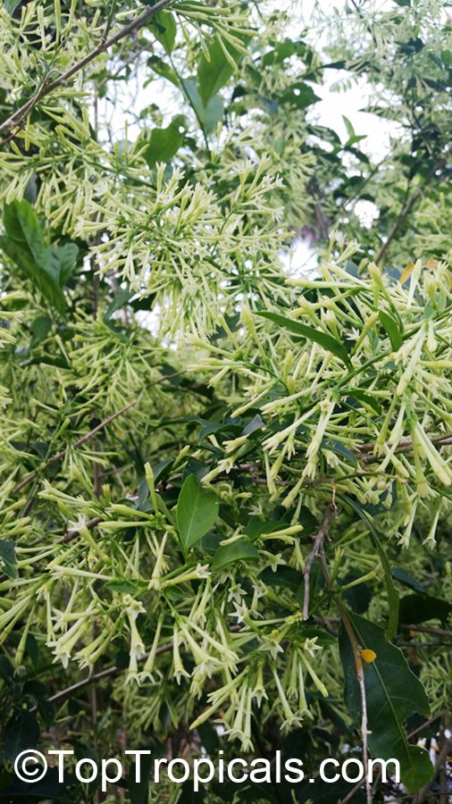 Cestrum nocturnum - Night blooming jasmine