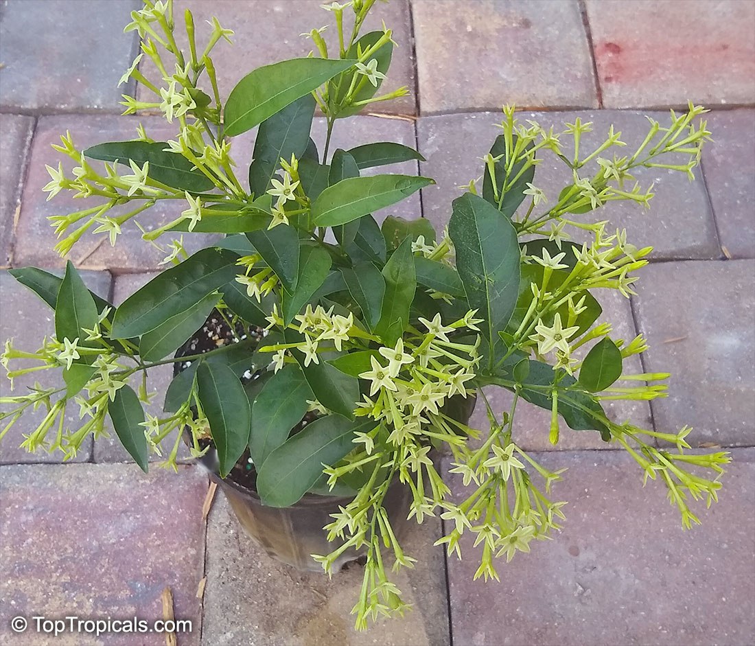 Cestrum nocturnum - Night blooming jasmine