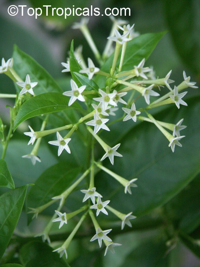 Cestrum nocturnum - Night blooming jasmine