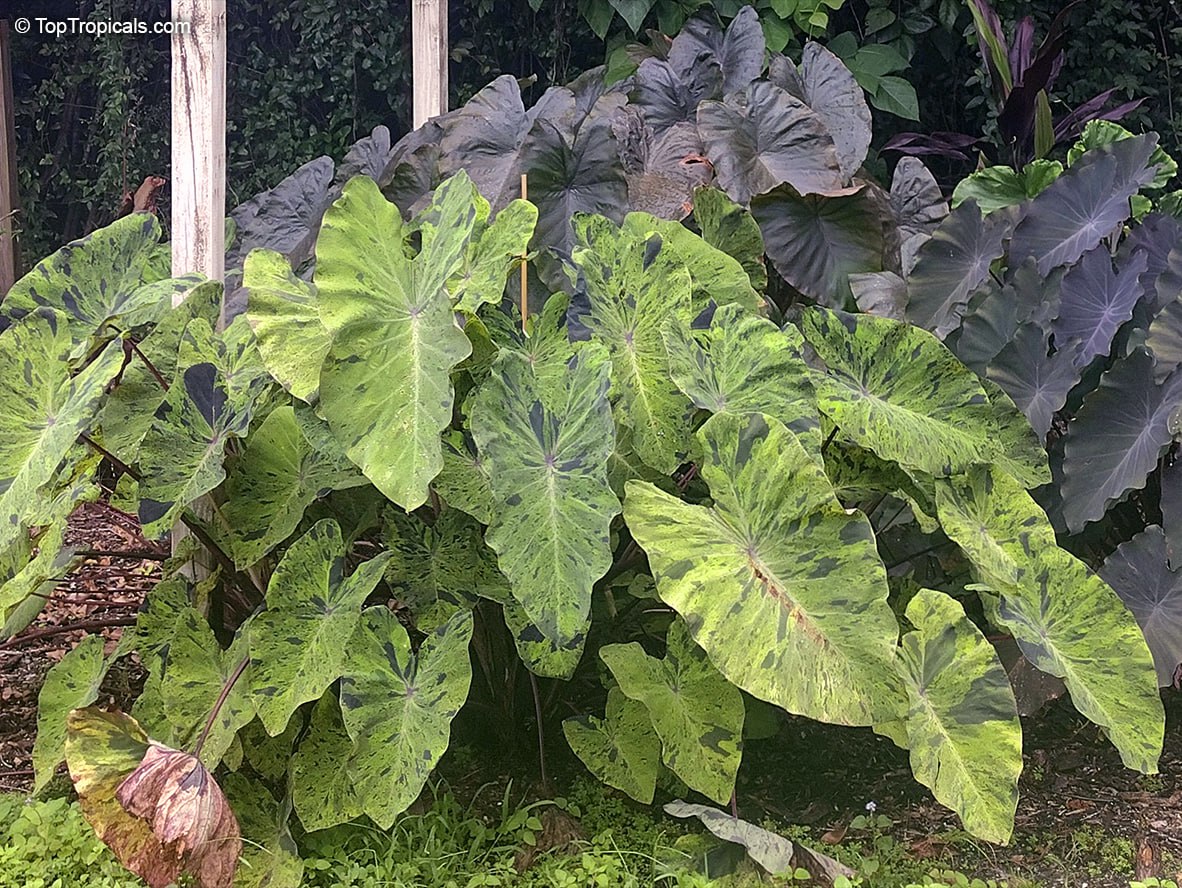 Colocasia sculenta Mojito