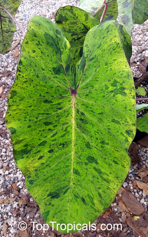 Colocasia sculenta Mojito