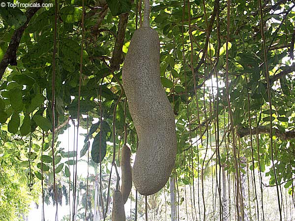 Sausage Tree from Africa - Kigelia pinnata fruit