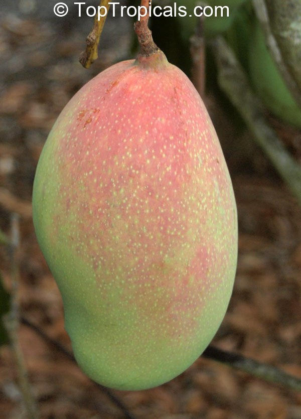 What is your favorite Mango variety? - the most Frequently Asked Question about fruit trees