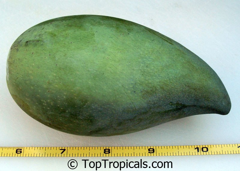 What is your favorite Mango variety? - the most Frequently Asked Question about fruit trees
