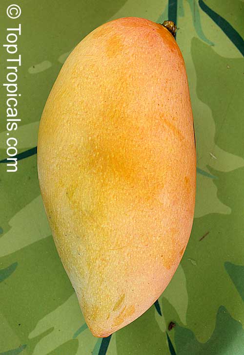 What is your favorite Mango variety? - the most Frequently Asked Question about fruit trees