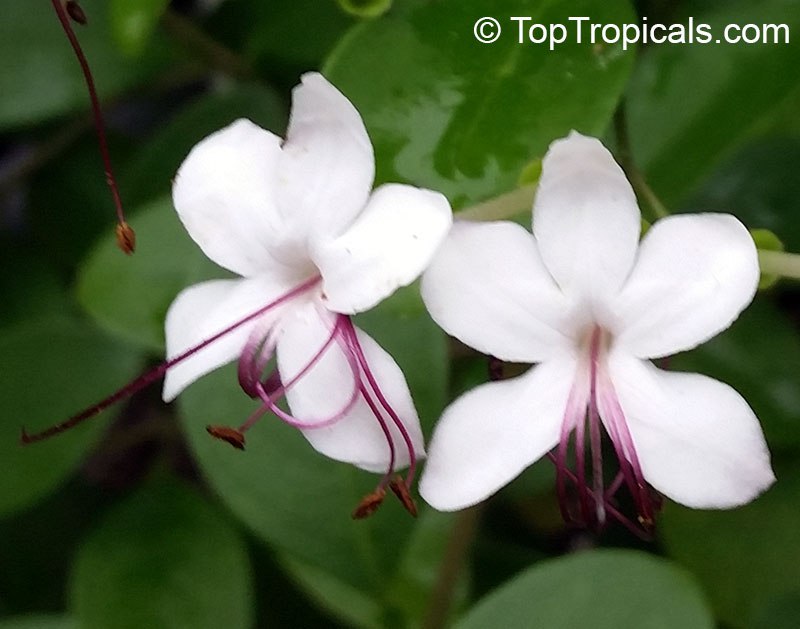  The truth about Seaside Clerodendrum: it can cover the whole beach! 