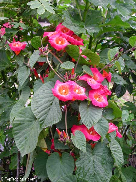 Stictocardia beraviensis - Hawaiian Sunset Bell 