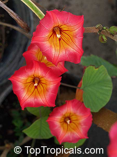 Stictocardia beraviensis - Hawaiian Sunset Bell 