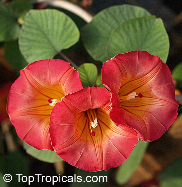 Stictocardia beraviensis - Hawaiian Sunset Bell 