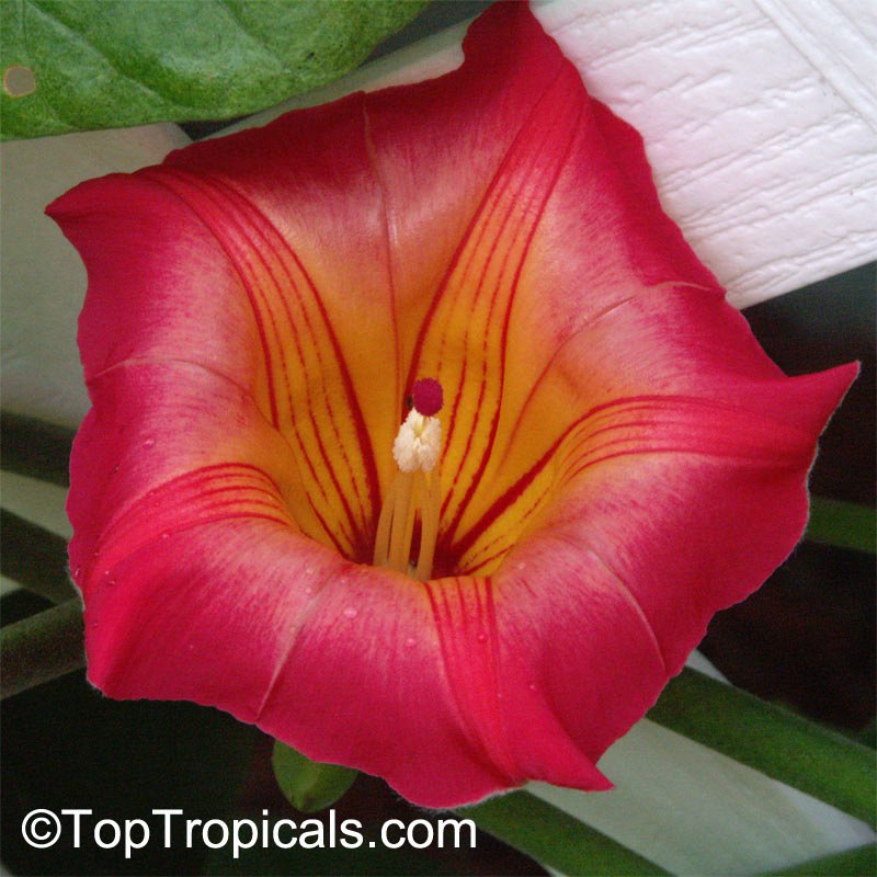 Stictocardia beraviensis - Hawaiian Sunset Bell 