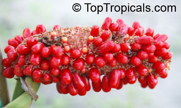 Anthurium x hookeri - Giant Bird's Nest fruit