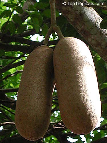 Are you ready for this massive sausage? Meet the tree everyones talking about: sausages growing on a tree! 