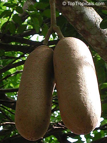 Sausage Tree from Africa - Kigelia pinnata fruit