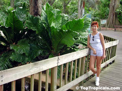 Yearning for Jungle Vibes? Discover the Giant Birds Nest Anthurium - look at the size of this monster!