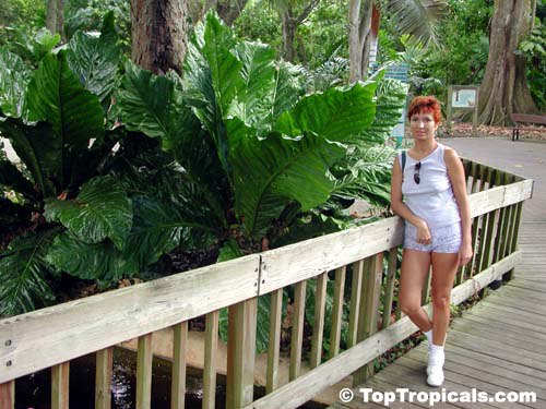 Anthurium x hookeri - Giant Bird's Nest 