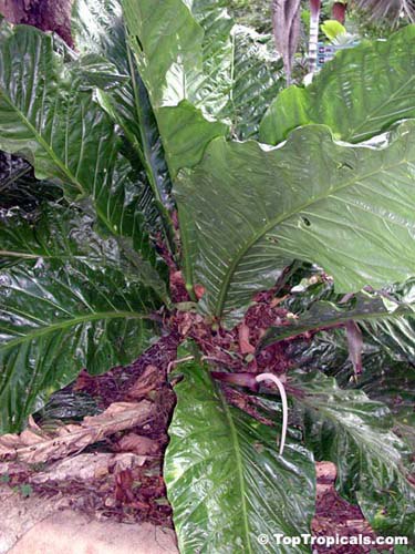 Yearning for Jungle Vibes? Discover the Giant Birds Nest Anthurium - look at the size of this monster!