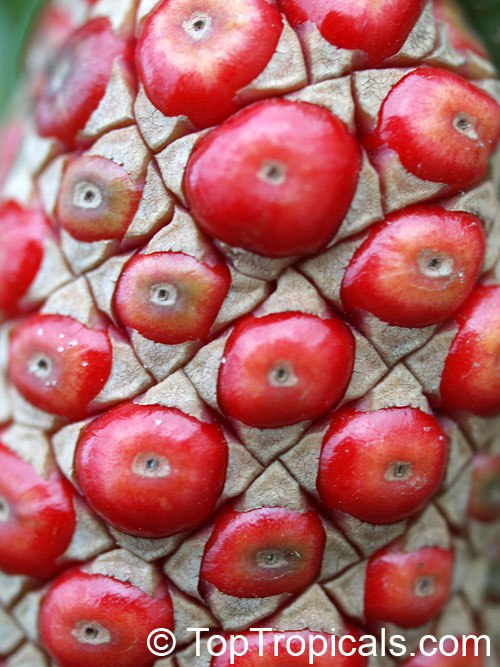 Anthurium x hookeri - Giant Bird's Nest fruit