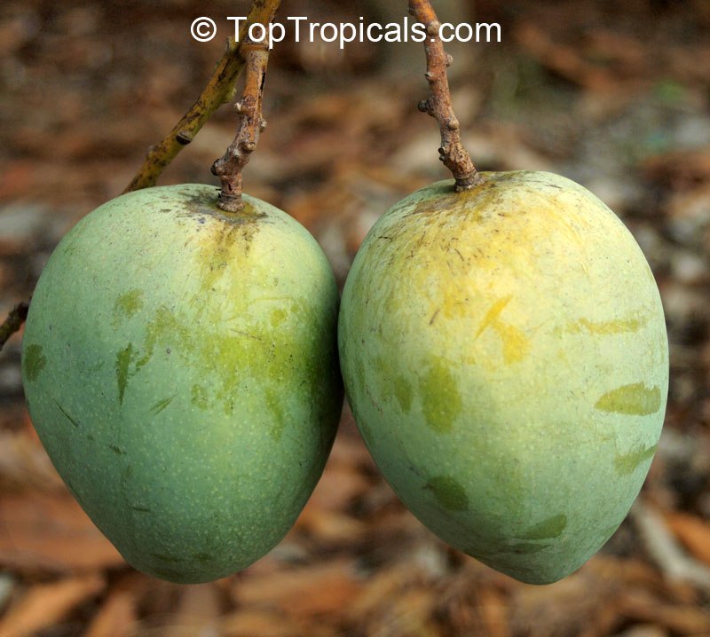 Top 10 Dwarf Condo Mango - great for container culture