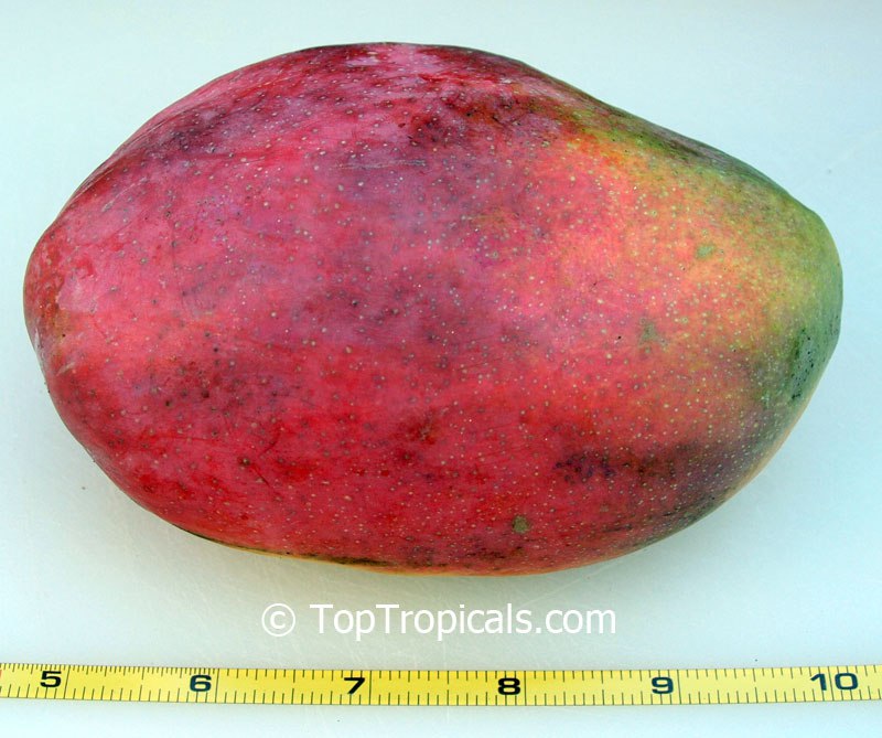 Top 10 Dwarf Condo Mango - great for container culture