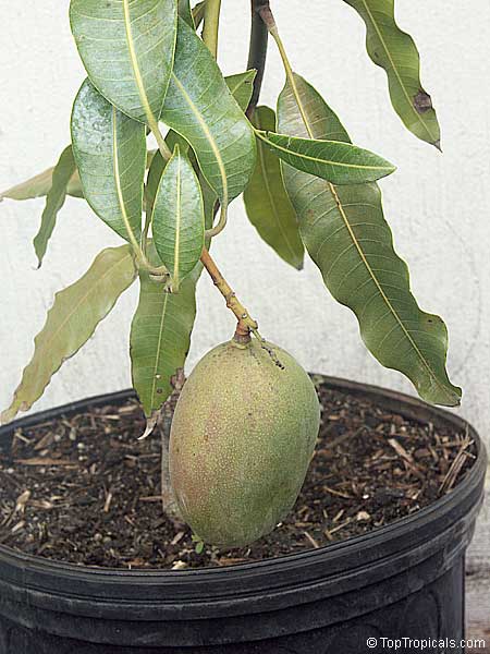 Top 10 Dwarf Condo Mango - great for container culture