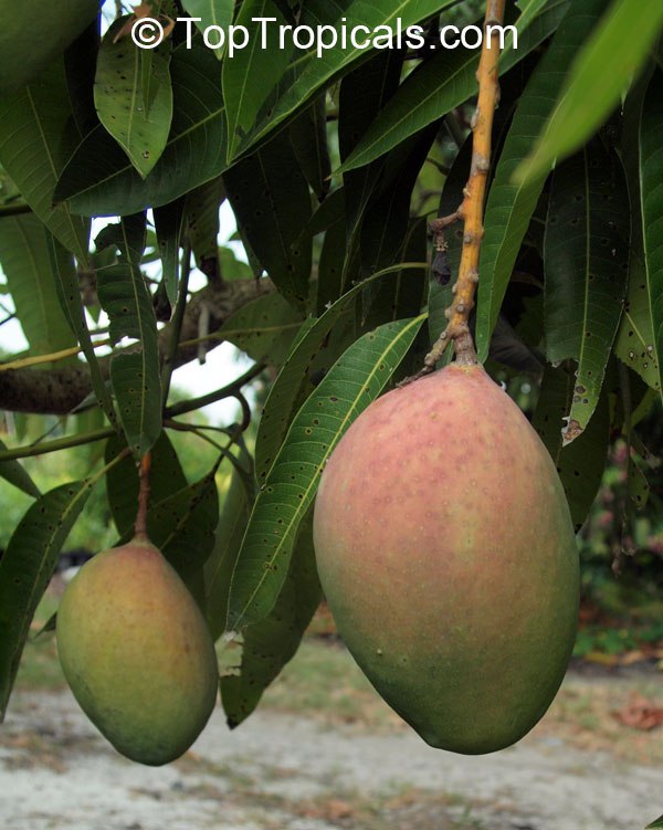 Top 10 Dwarf Condo Mango - great for container culture