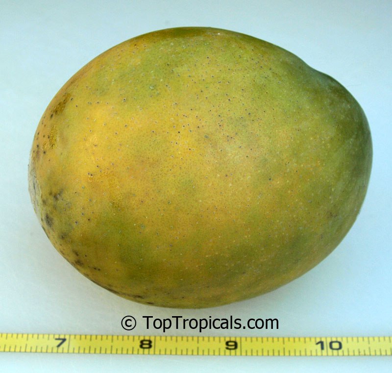 Top 10 Dwarf Condo Mango - great for container culture