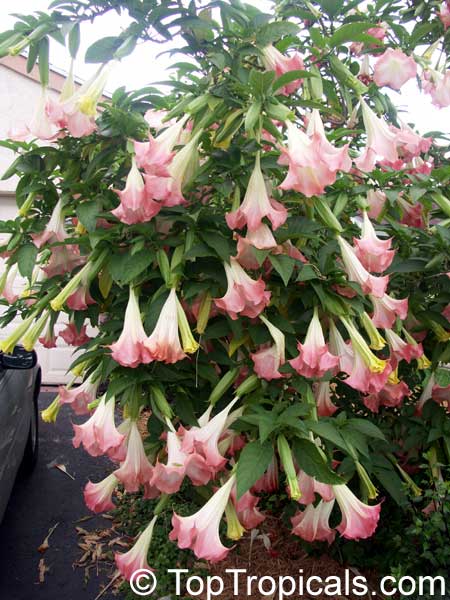 Angel's Trumpet (Brugmansia) pink