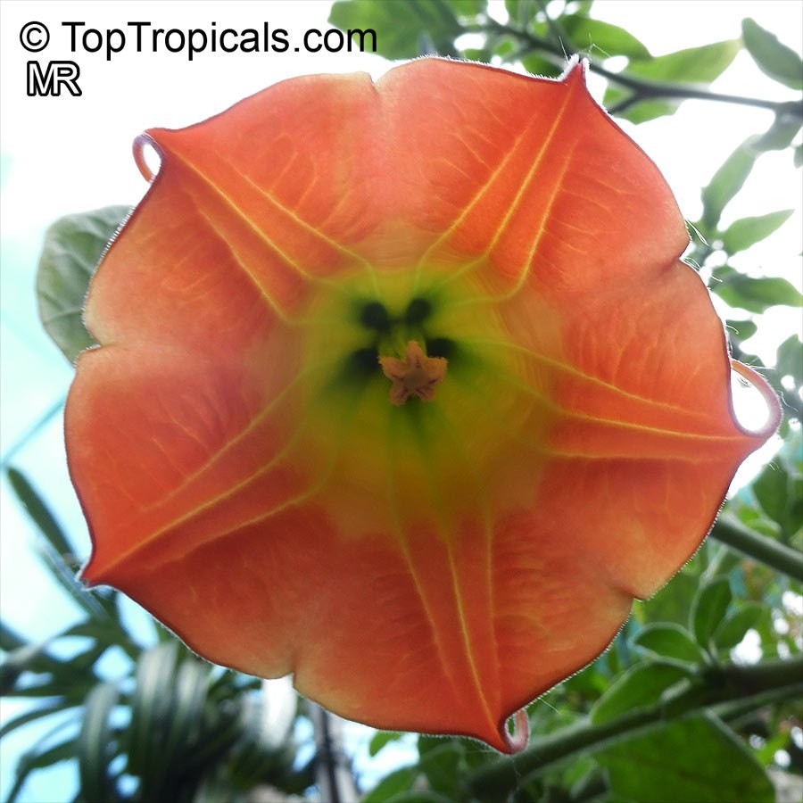 Angel's Trumpet (Brugmansia) peach