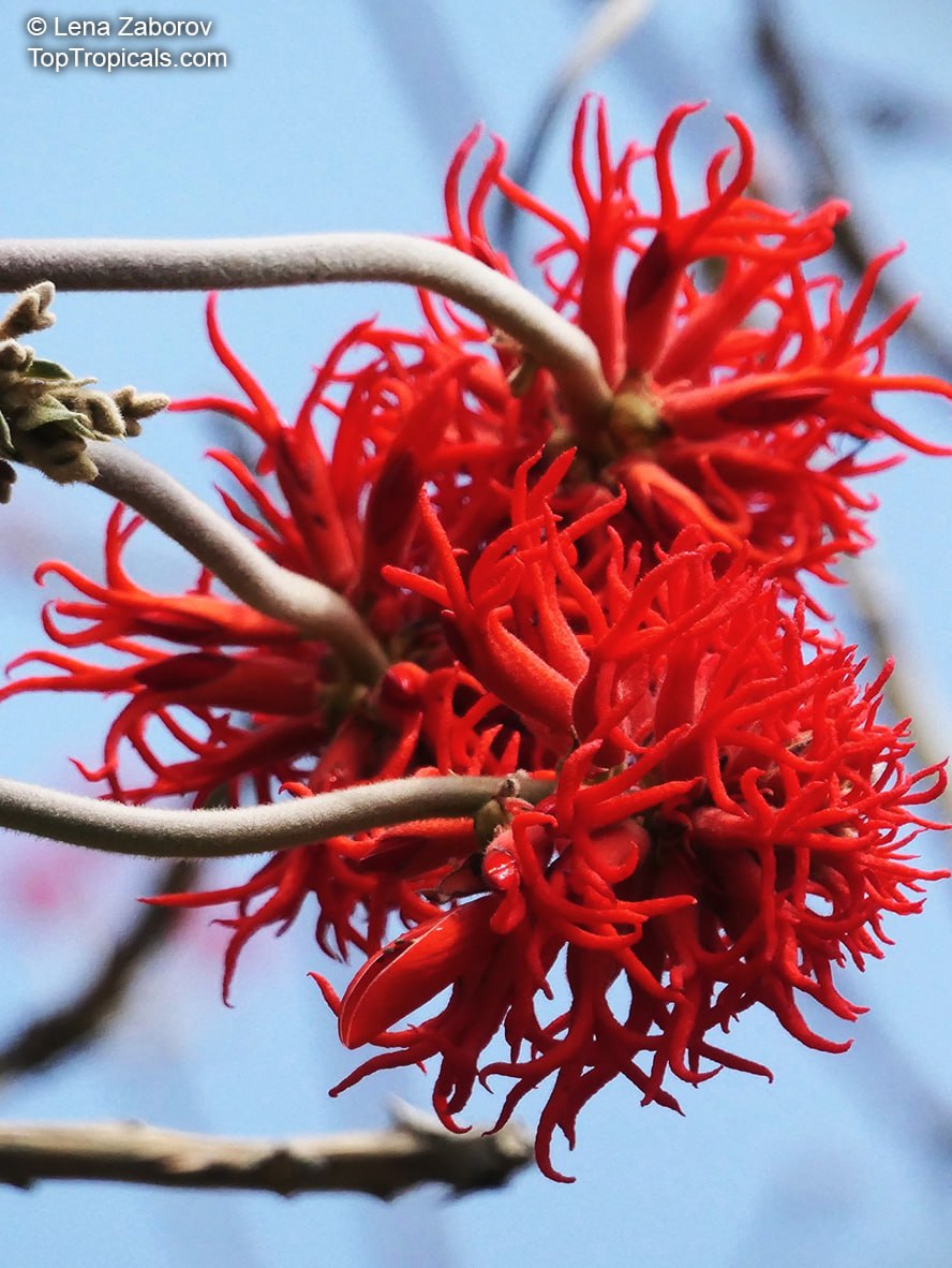 What is the symbol of exotic allure? Meet legendary Coral Trees - 