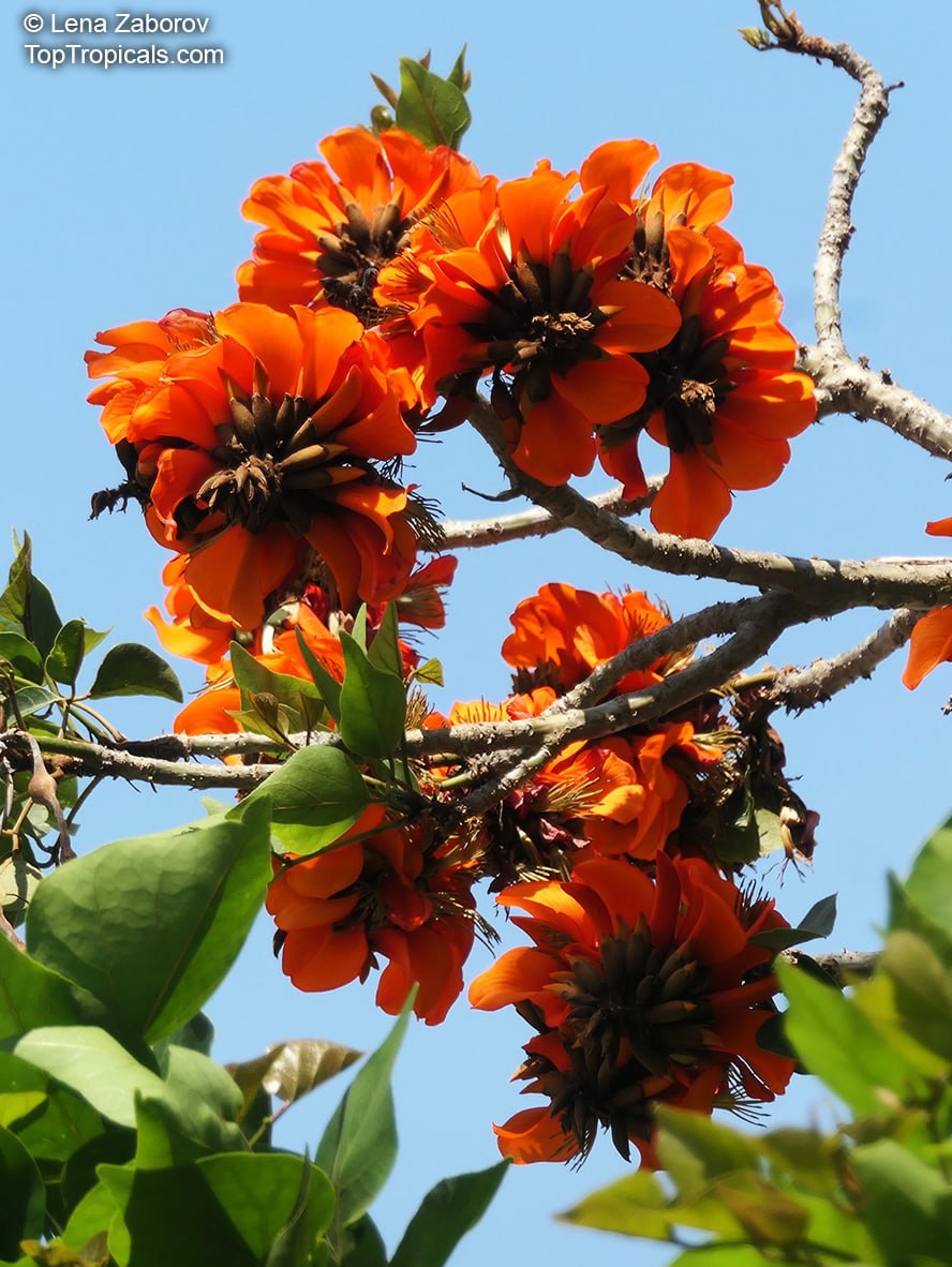 Coral Tree - Erythrina