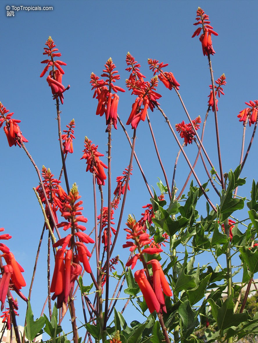 Coral Tree - Erythrina