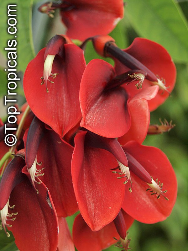 Coral Tree - Erythrina crysta-galli