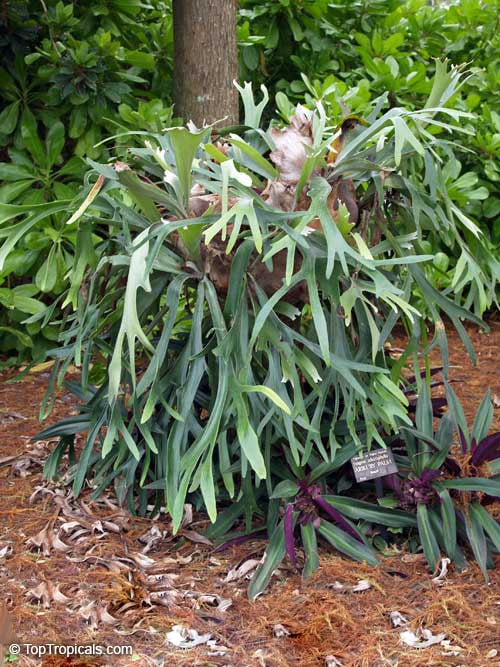 Staghorn fern (Platycerium) 