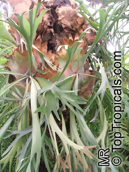 Horny plant hanging in the air