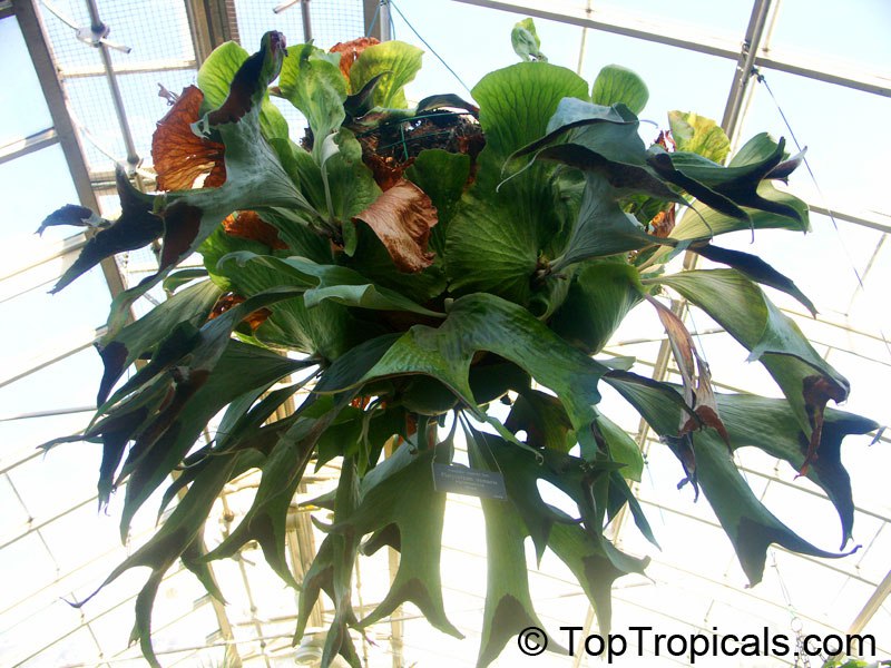 Staghorn fern (Platycerium) 