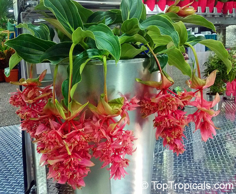 The Drama you want in your garden: dazzling Medinilla!