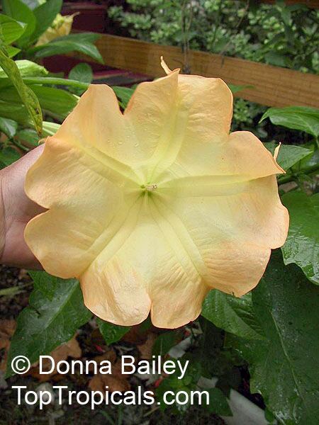 Angel's Trumpet (Brugmansia) yellow