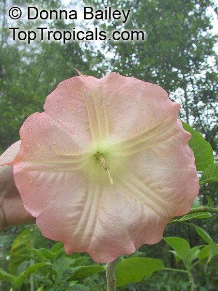 Angel's Trumpet (Brugmansia) pink