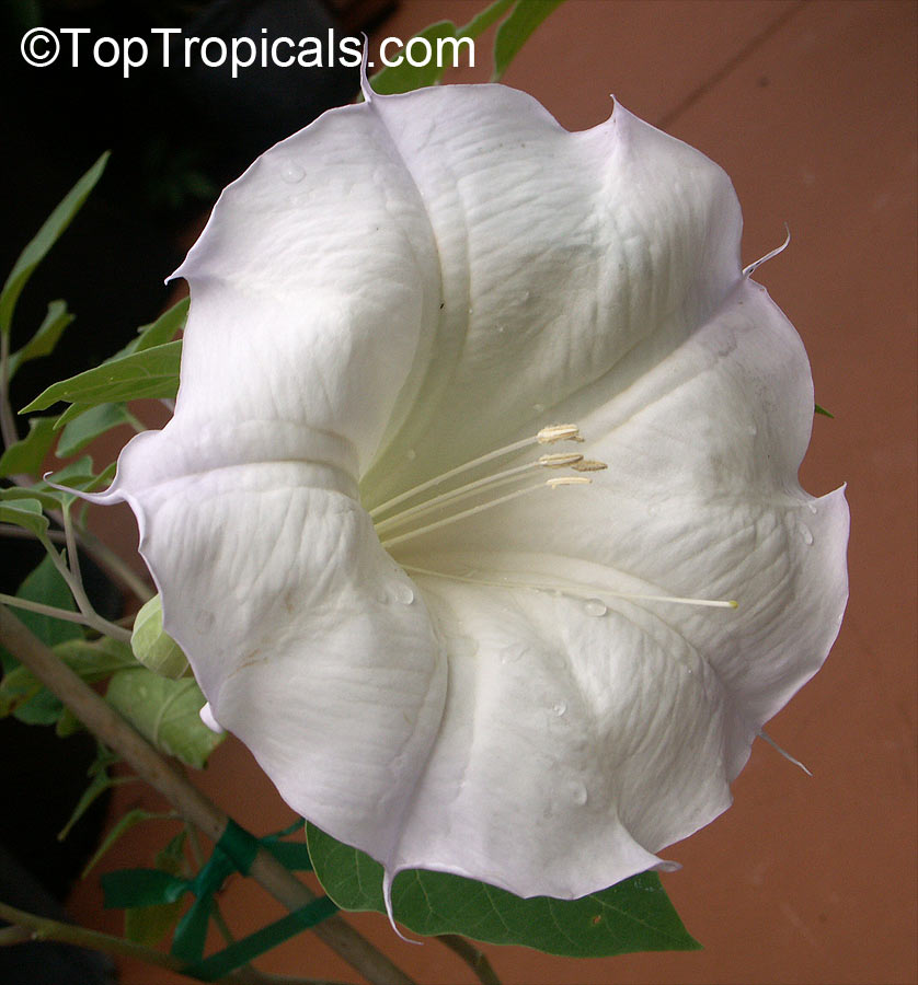 Angel's Trumpet (Brugmansia) white