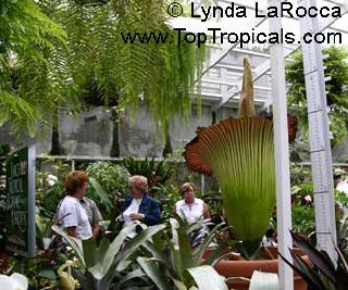  Different species of Amorphophallus, see previous post.