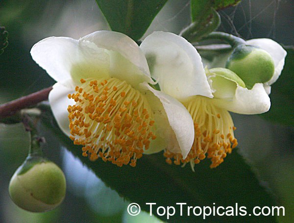 Camellia sinensis - Tea Leaf