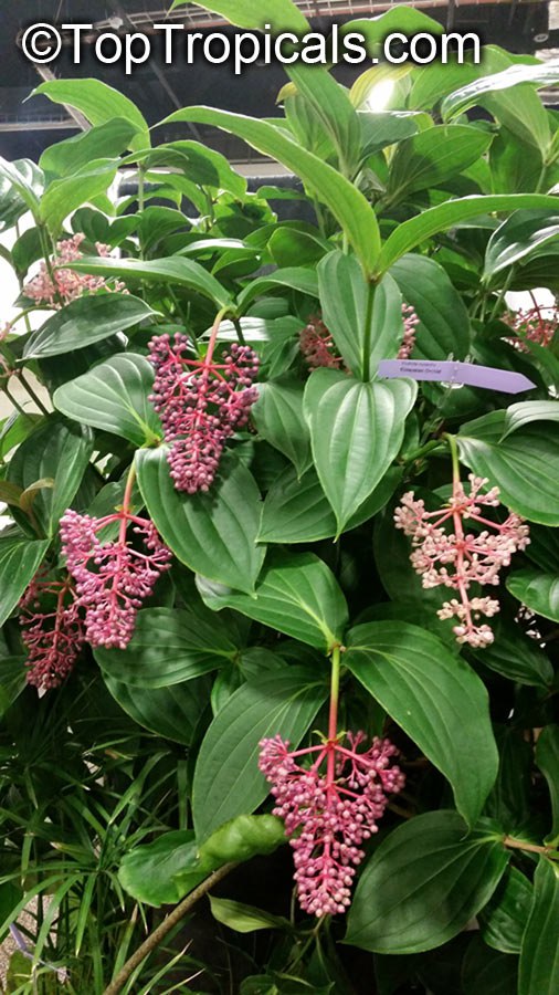 The Drama you want in your garden: dazzling Medinilla!