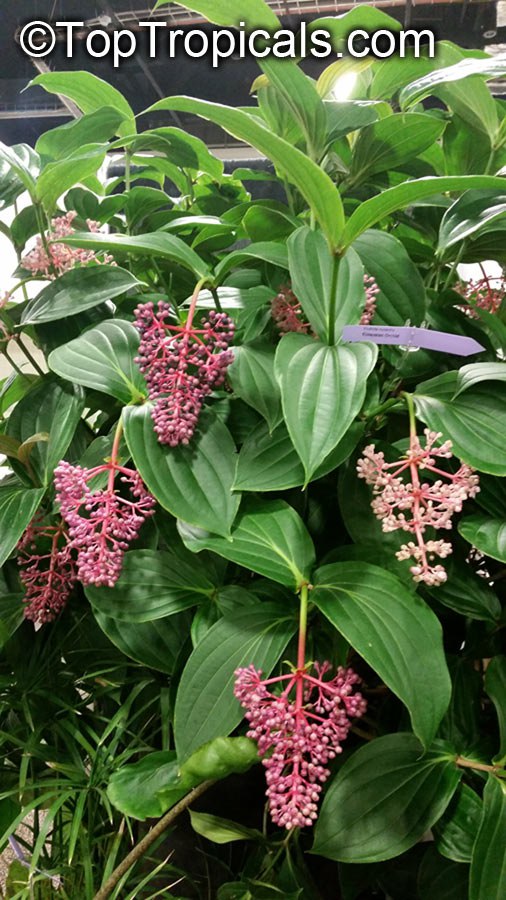 Medinilla plant